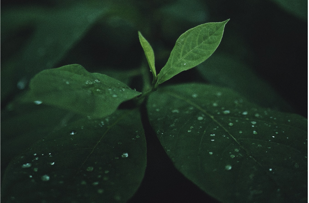 Respecting the Plant