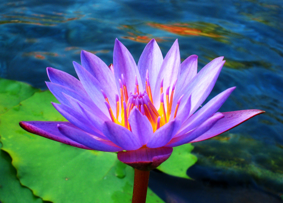 Lotus Flower is beautiful to the sight, radiant and majestic.